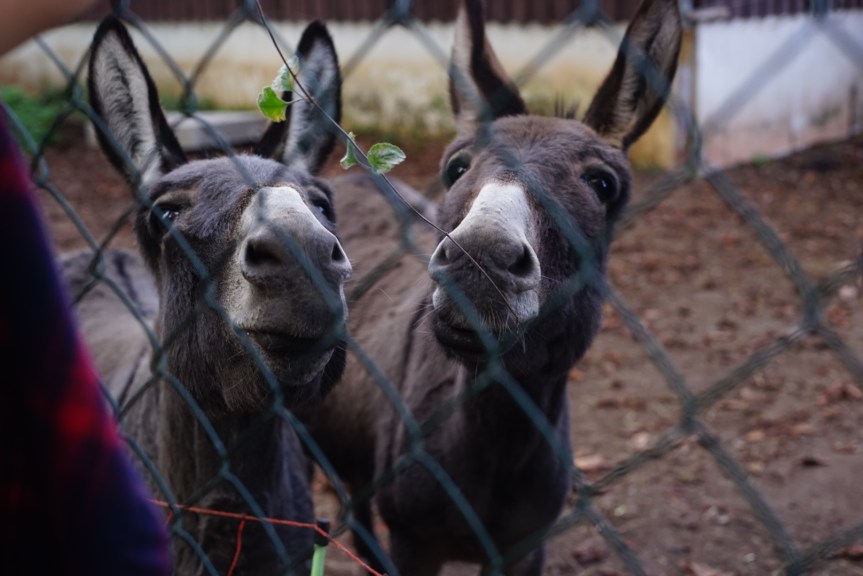 2018年10月6日Messel秋季徒步