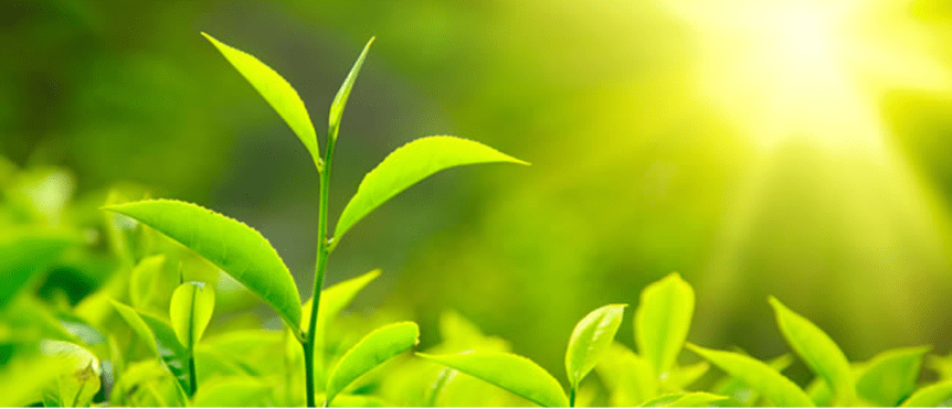 2021年03月28日主日证道：长在基督里